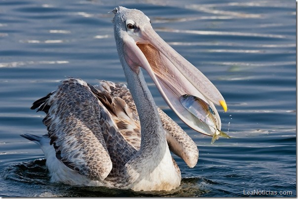 pelicano-pez