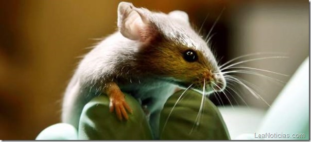 ratones-investigaciones-memoria