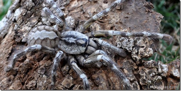 tarantula-gigante-plato