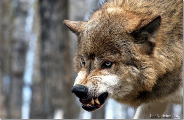 5-fascinantes-curiosidades-sobre-los-lobos
