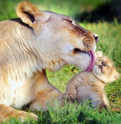 maternidad-reino-animal-8