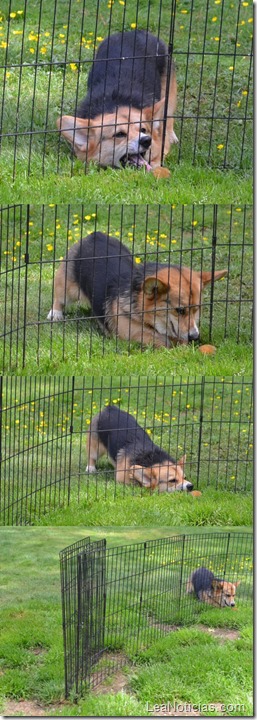 perrito-pelota