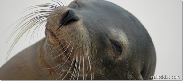 sea_lion-590x260 sea_lion-590x260