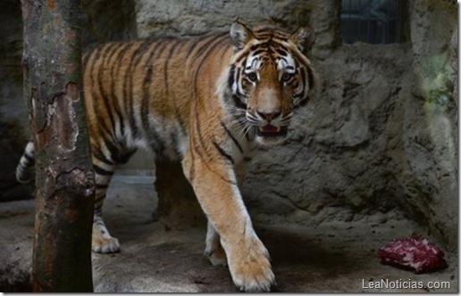 tigre-mato-a-una-empleada-de-zoologico