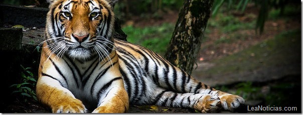 Un-tigre-de-Sumatra-en-una-ima_54377333727_51351706917_600_226