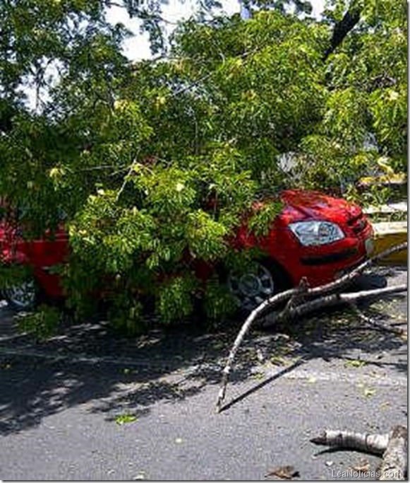 arbol-lramos84