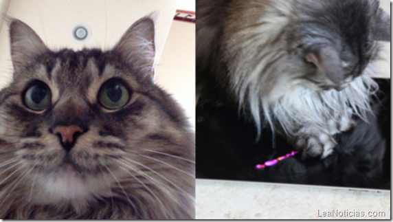 catselfie-568x319