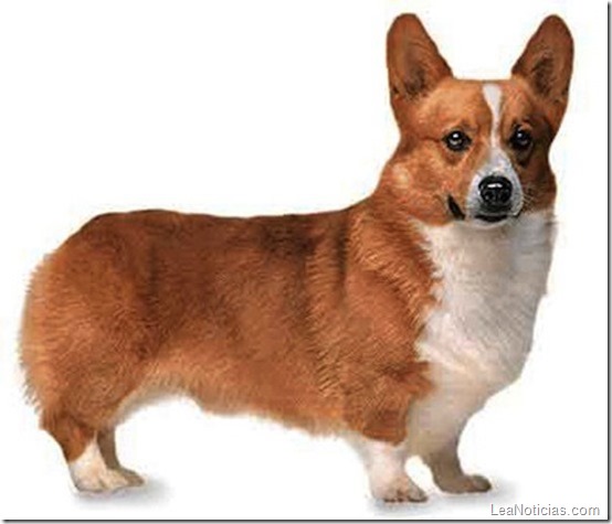 corgi_perro