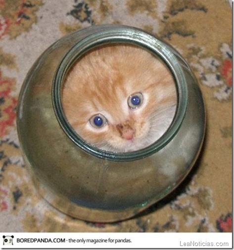 funny-liquid-cats-11