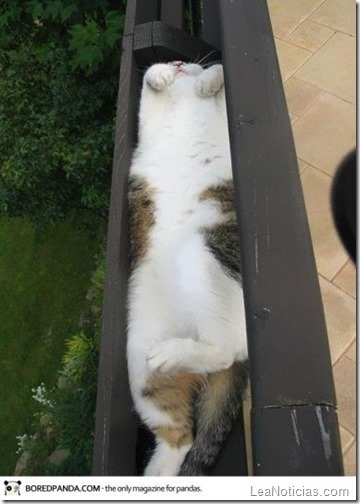 funny-liquid-cats-14