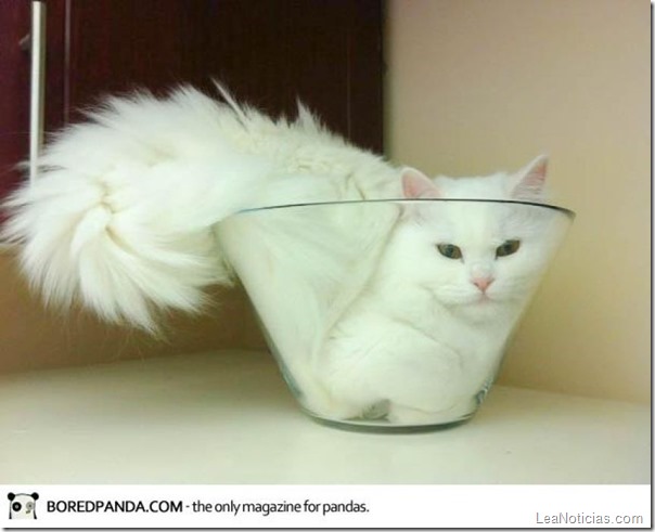 funny-liquid-cats-2