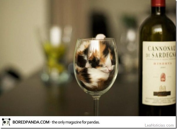 funny-liquid-cats-3