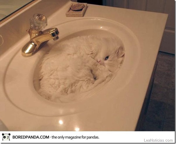 funny-liquid-cats-4