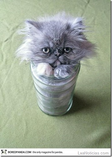 funny-liquid-cats-6