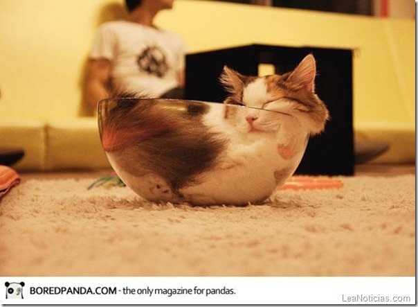 funny-liquid-cats-7