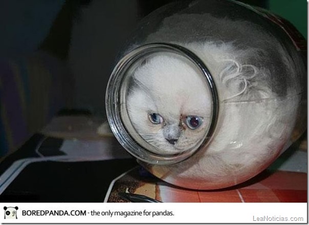 funny-liquid-cats-8