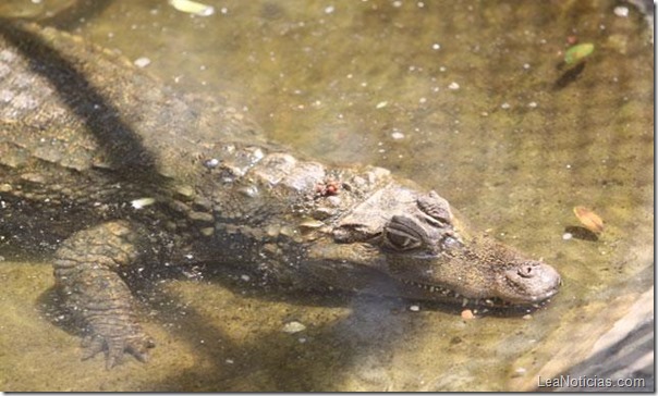 imagen-caiman