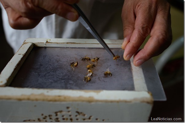 CHINA-MEDICINE-SCIENCE-BEE