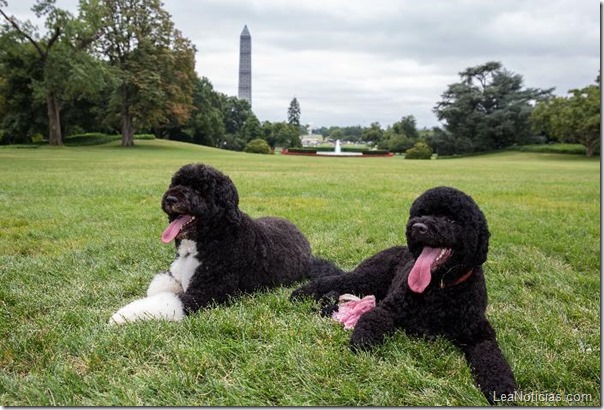 Obama New Dog