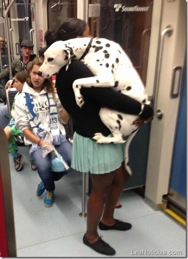 perrito-dalmata-con-miedo