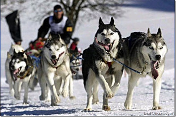 090106_sled_dogs