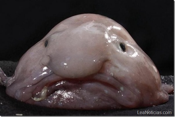 blobfish