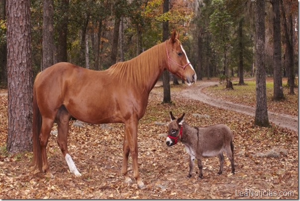 burro pequeño record guinness