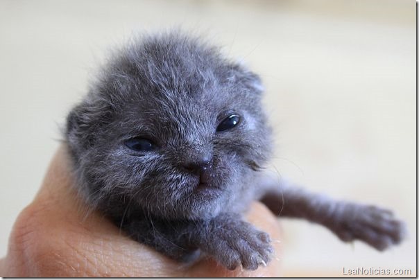 gatitos 4