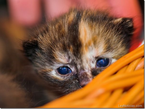 gatitos 7