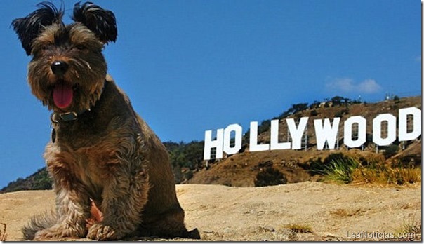 hollywood_dog