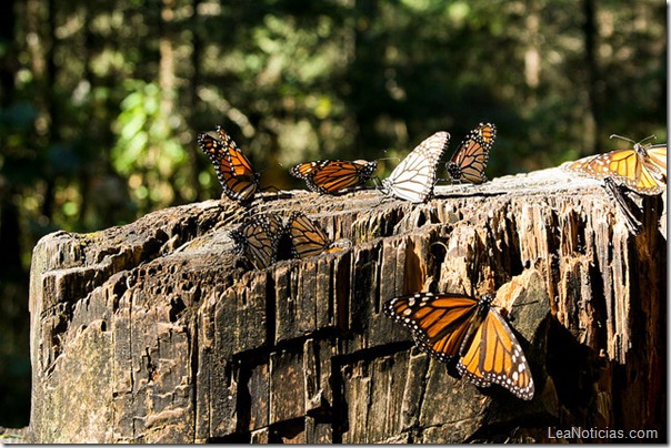 mariposas