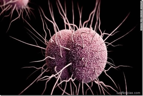 neisseria-gonorrhoeae-bacteria-resistencia-antibioticos