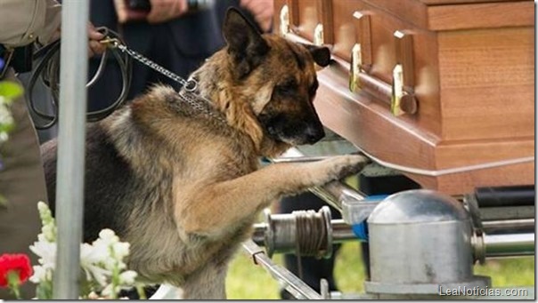 perro-policia-conmueve-al-despedirse-de-su-amo-muerto