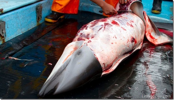 así mueren delfines así mueren delfines