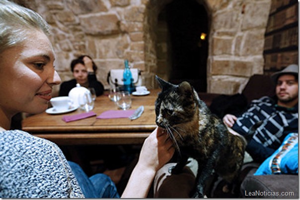 cafe de gatos cafe de gatos