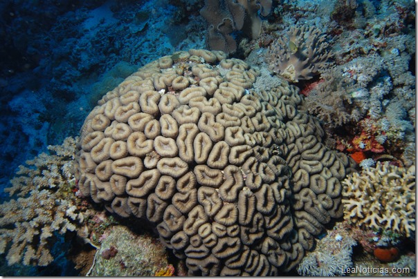 coral en el óceano