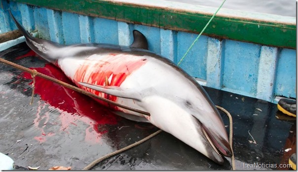 delfin muerto delfin muerto