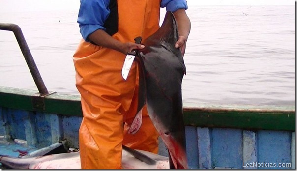delfin delfin