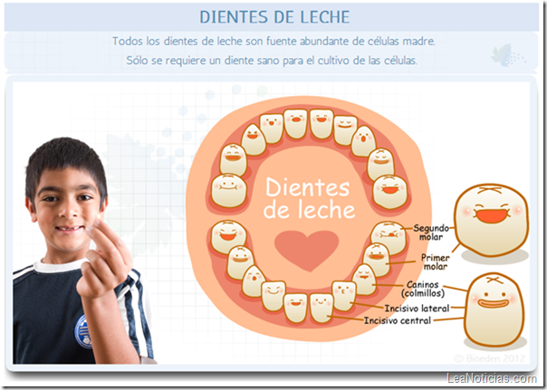 dientes primarios