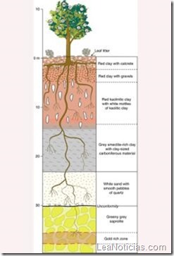 infografía de un árbol