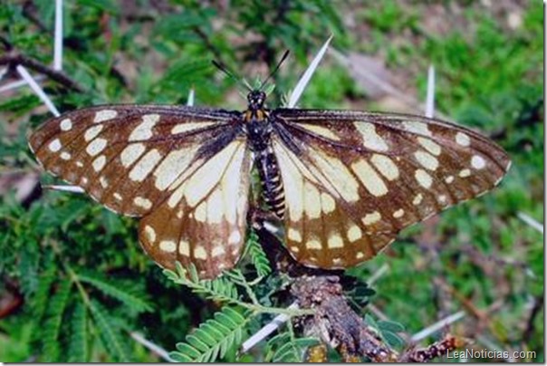 mariposa