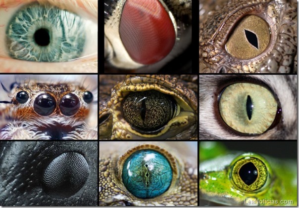 ojos animales