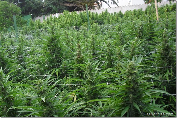 plantacion marihuana