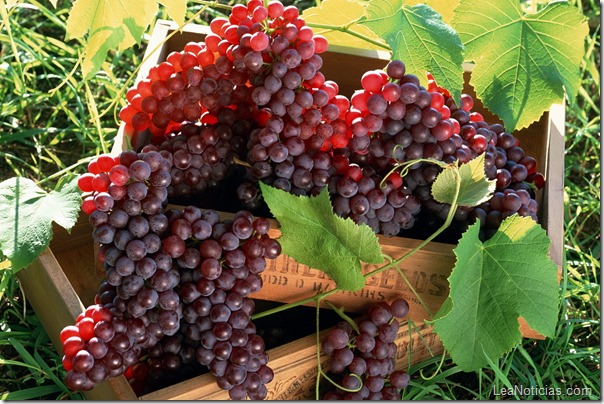 uvas