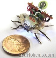Cucaracha con antenas