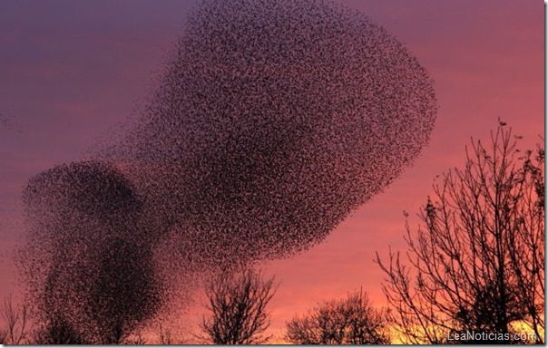 APTOPIX Britain Starlings