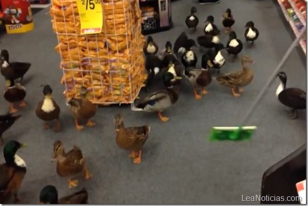 invasión de patos