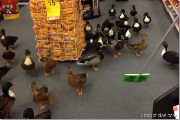 invasión de patos