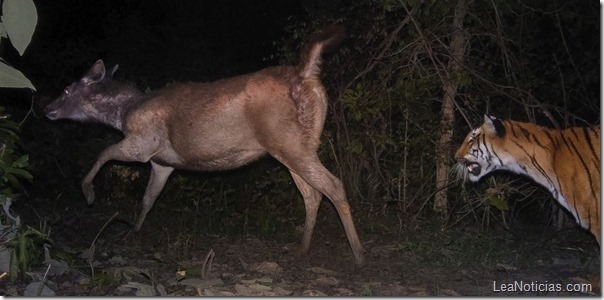 venado