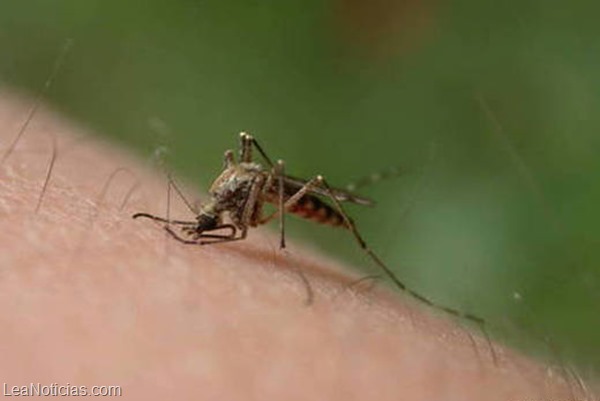 Malaria